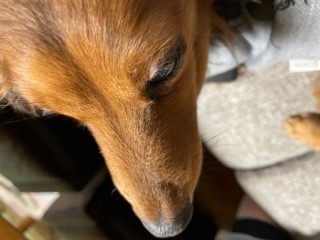 https://haru.year.jp/dogs/images/haru.jpg